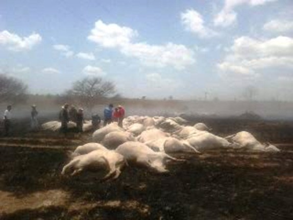 Marab&aacute;: acidente na rede de transmiss&atilde;o da Eletronorte provoca a morte de 60 reses na Fazenda do Grupo Revemar