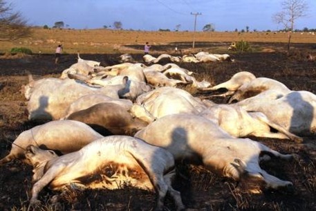 Gado morto valia cerca de R$ 300 mil - foto de Evangelista Rocha (2)