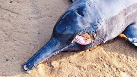 Boto morto no rio Tocantins (2) Boto morto no rio Tocantins (2)