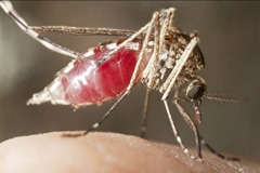 Cientistas criam vacina 100% eficaz contra a Mal&aacute;ria