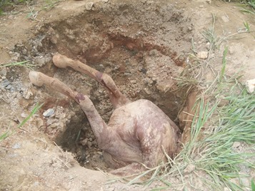 Quatro cavalos morrem concomitantemente ap&oacute;s queda em buracos de constru&ccedil;&atilde;o no bairro Cidade Jardim