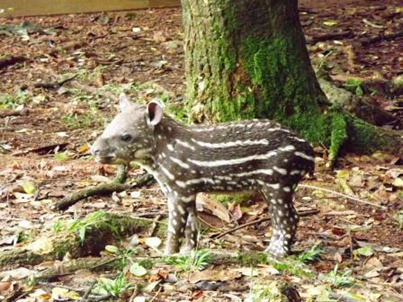 Parque Zoobot&acirc;nico da Vale em Caraj&aacute;s registra mais um nascimento