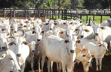 Organiza&ccedil;&atilde;o Mundial de Sa&uacute;de Animal reconhece o Par&aacute; como &aacute;rea totalmente livre de febre aftosa