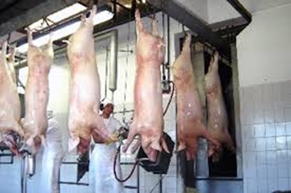 Paragominas vai abrigar o primeiro frigor&iacute;fico de su&iacute;nos do Par&aacute;