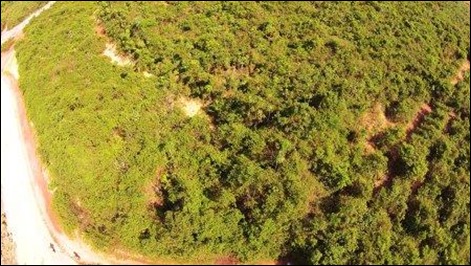 Dia de Prote&ccedil;&atilde;o &agrave;s Florestas &eacute; marcado pelo cuidado com a flora e com a fauna