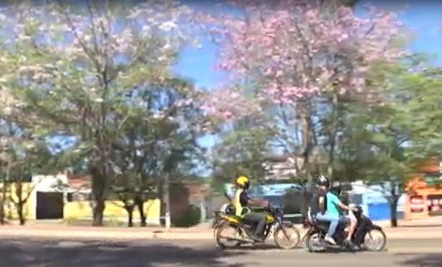 Flores de ip&ecirc;s encantam moradores, turistas e visitantes da cidade de Parauapebas