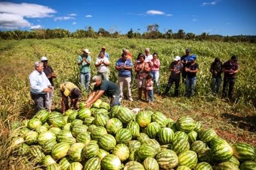 Agricultura familiar muda a realidade de produtores rurais da Palmares I