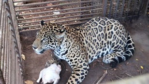 Ibama resgata on&ccedil;a tratada como mascote em garimpo paraense para ser cuidada no interior de S&atilde;o Paulo