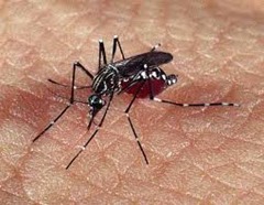 Casos de dengue caem 41% no 1&deg; semestre de 2015 em Parauapebas
