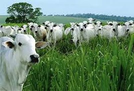 Fapespa e Sedap lan&ccedil;am boletim in&eacute;dito sobre a agropecu&aacute;ria no Par&aacute;