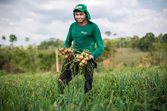 Agricultura:  Parauapebas produz cebola de cabe&ccedil;a pela primeira vez