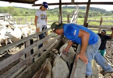 Campanha de vacina&ccedil;&atilde;o contra febre aftosa no Par&aacute; entra na reta final