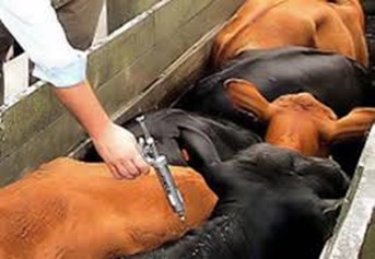ADEPAR&Aacute; lan&ccedil;ou neste domingo (1&ordm;) mais uma etapa da Campanha de Vacina&ccedil;&atilde;o contra a Febre Aftosa