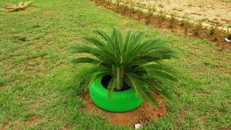 Pneus velhos est&atilde;o sendo usados pela prefeitura de Parauapebas para decorar pra&ccedil;as. Mas como fica o combate ao Aedes aegypti ?
