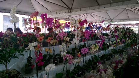 Moradores de Parauapebas aproveitam para comprar no III Festival das Flores.