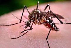 Dia D de combate ao Aedes Aegypti ser&aacute; nesta sexta (11)