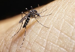 V&iacute;rus Zika preocupa o mundo. Em Parauapebas, a&ccedil;&otilde;es de combate ao mosquito Aedes aegypti continuam