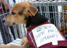 Feira de Ado&ccedil;&atilde;o de animais acontece neste domingo, 28