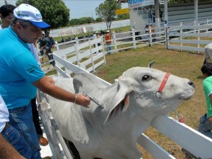 Adepará lança em Marabá primeira etapa da Campanha de Vacinação contra a Febre Aftosa