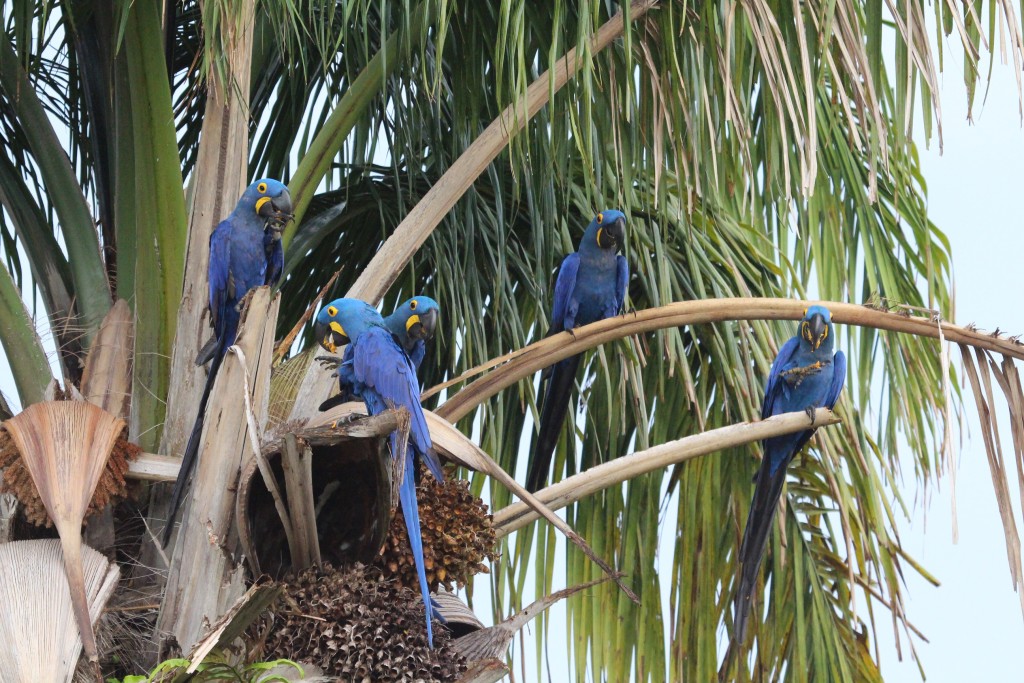 Estudos ampliam conhecimento sobre a Arara-Azul-Grande em Carajás
