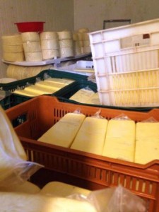 Operação interdita estabelecimentos por produção e venda de queijo estragado no sudeste do Pará