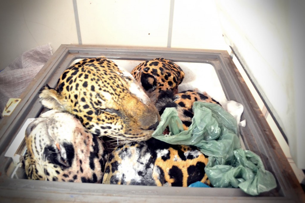 Curionópolis: cabeças de onças são encontradas em frezzer