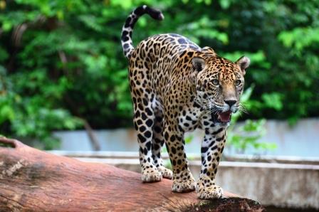 Estacionamento do Parque Zoobotânico Vale entrará em obras. As visitas estarão suspensas temporariamente.