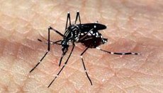 Novo teste para detectar o zika vírus recebe registro da Anvisa