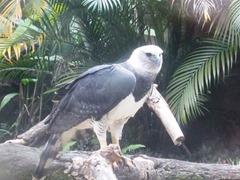 Harpia
