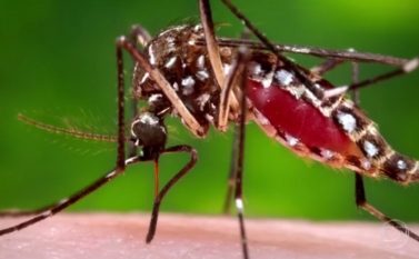 Estudo mostra que vacina do Evandro Chagas do Pará protege contra Zika