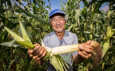 Produção agrícola de Parauapebas ainda é insuficiente para atender consumo local