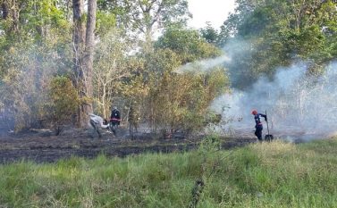 Pará: queimadas no sul do Estado devem provocar queda na oferta de gado para abate
