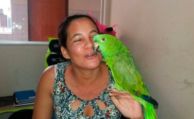 Dona de casa procura delegacia para recuperar papagaio de estimação
