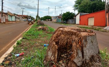 Decisão de derrubar palmeiras em avenida de Tucuruí divide opiniões