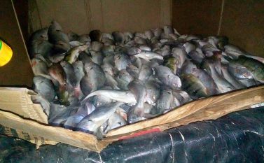 Operação apreende 2,5 toneladas de pescado na região do lago de Tucuruí