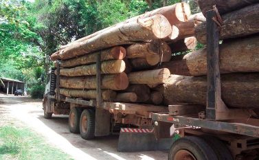 Polícia Civil deflagra “Operação Safe Forest” para combater desmatamento e transporte irregular de madeira no interior do Pará