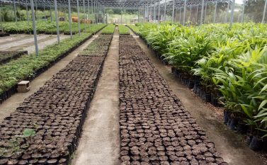 Agricultura em Canaã: alternativa econômica para vencer a crise