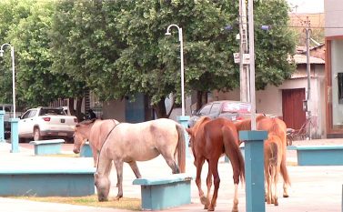 Cavalos perambulam pelas principais avenidas de Redenção