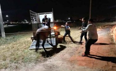 Equipes do IPPUR captura animais que estavam vagando pelas ruas de Redenção