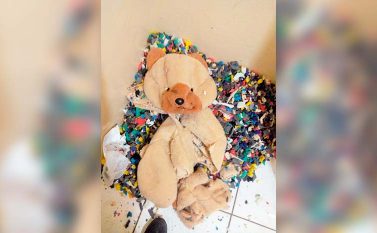 Mulher tenta enviar urso recheado de drogas de Redenção para Floresta do Araguaia