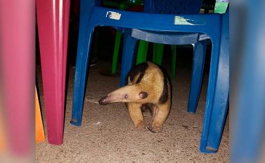 Tamanduá é resgatado na Orla do Tocantins, em Marabá