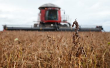 Soja ocupa área no Pará equivalente a 15 cidades do tamanho de Belém