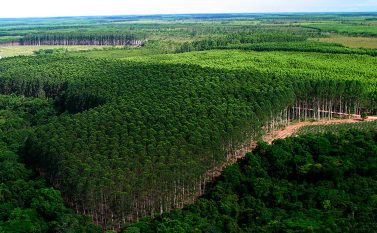 Justiça Federal coloca fazenda da Cosipar em leilão