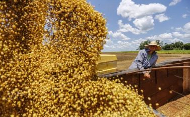 Produção de soja deve atingir quase 2 milhões de toneladas no Pará