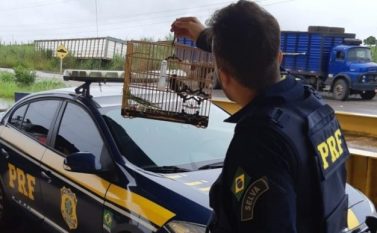 Curió avaliado em R$ 2.000,00 é apreendido em Marabá pela PRF