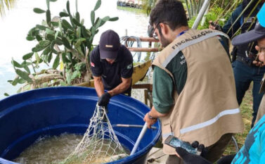 Fiscalização estadual apreende mais de 200 kg de pescado no Lago de Tucuruí