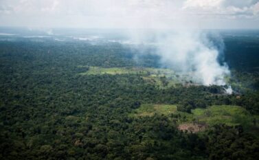 Pará vai executar projeto de combate ao desmatamento com apoio de banco alemão