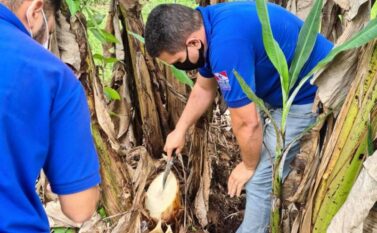 Adepará abre Processo Seletivo Simplificado com 65 vagas