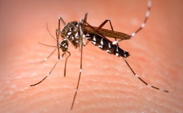 Marabá se prepara para enfrentar outra praga: Aedes aegypti