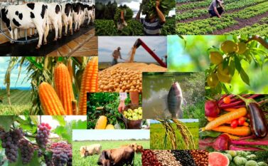 Pandemia não detém caminho do Brasil ao topo de maior produtor mundial de alimentos